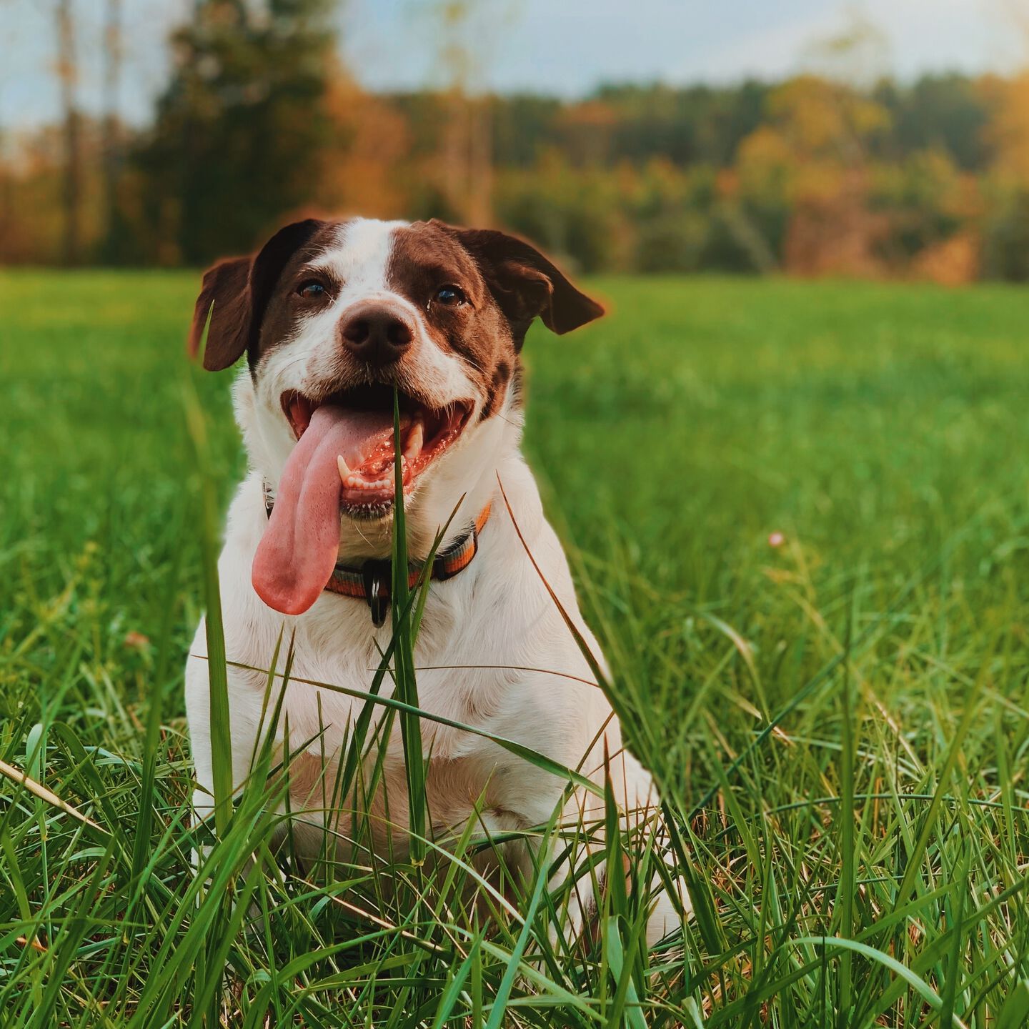 <b>WHY IS MY DOG EATING GRASS ALL THE TIME?</b><br><br>Find out why your dog eats grass and whether you need to do something about it – according to a vet...</br>